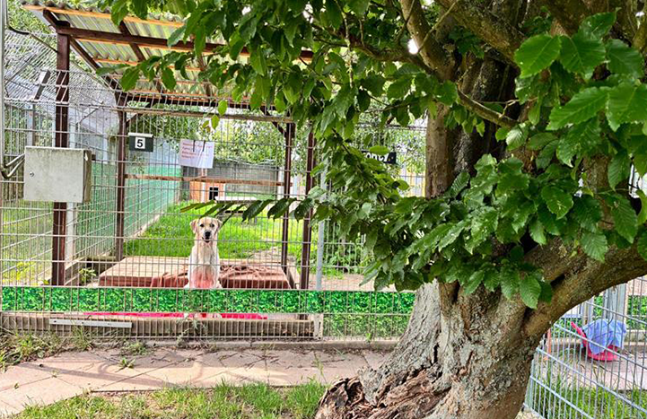 01_Herzensprojekt Tierheim