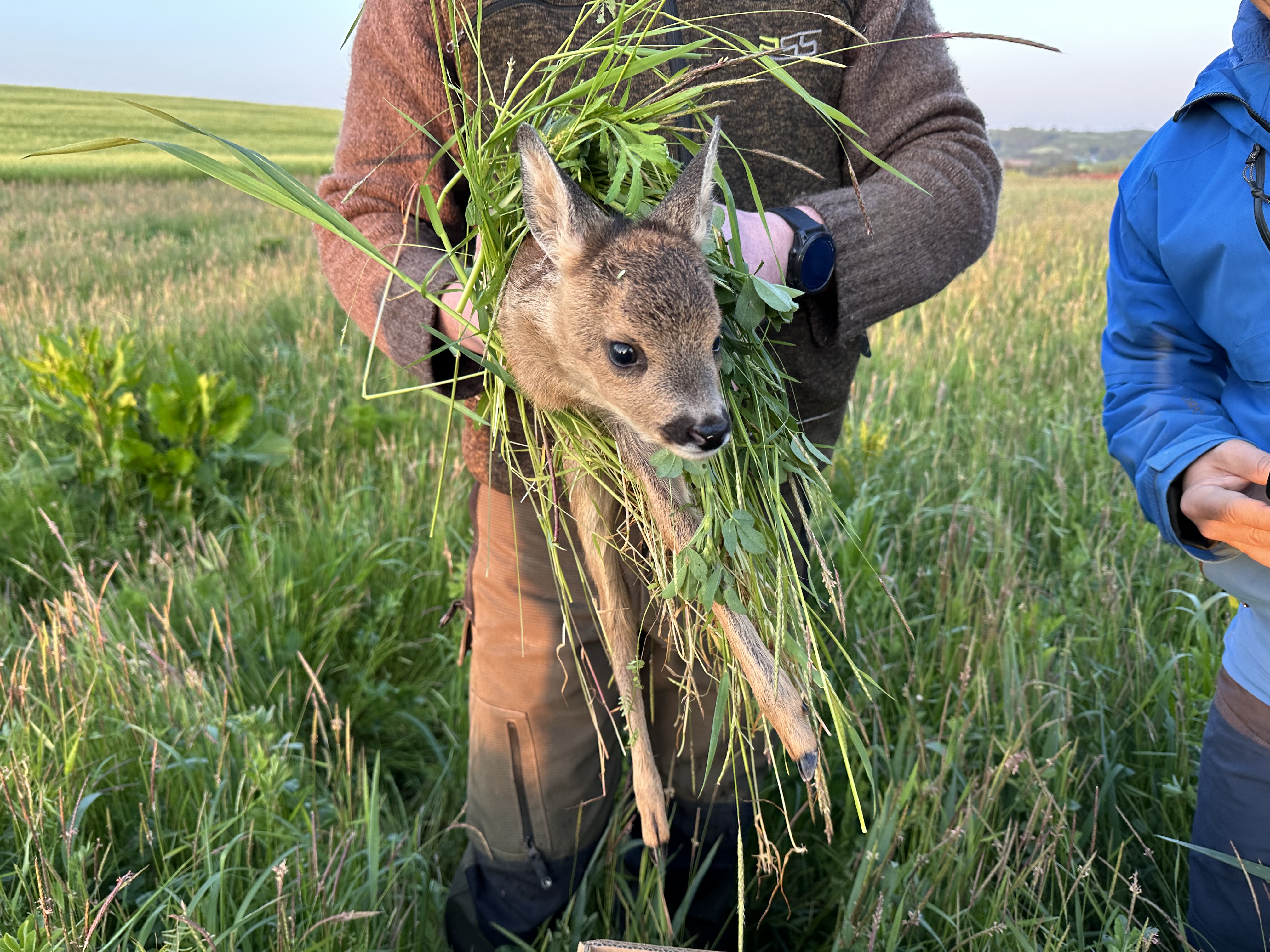 Wärmebild-Technik rettet Rehkitze